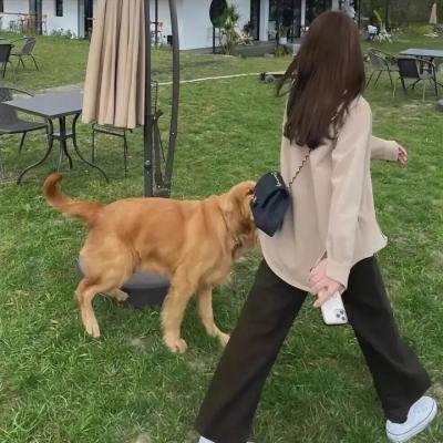 呆萌特务